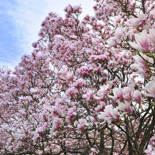 Pernah Dengar Bunga Magnolia? Ini Manfaat Sekaligus Efek Sampingnya
